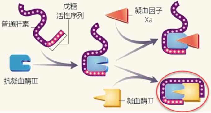 普通肝素与低分子肝素区别_低分子肝素钙价格_低分子肝素抗凝作用机制