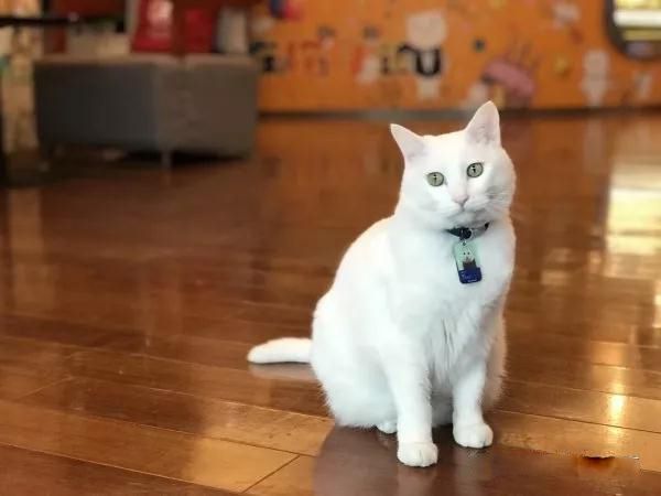 腾讯内部文化_腾讯成都研发总部_qq腾讯公司电话