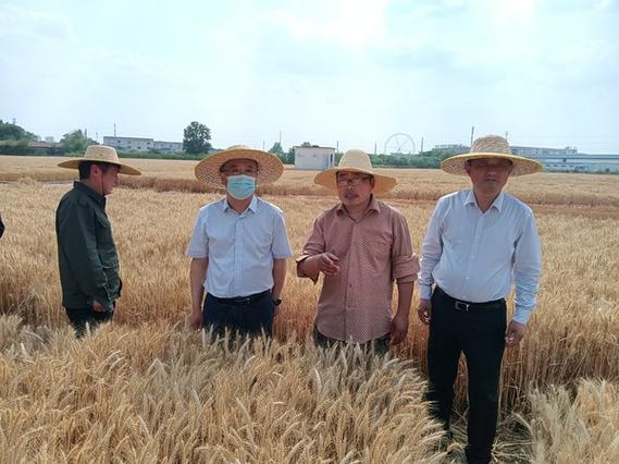 阜阳市医院朱振华_阜阳市加快建设高质高效的区域性农业强市_阜阳市农业农村局局长朱振华