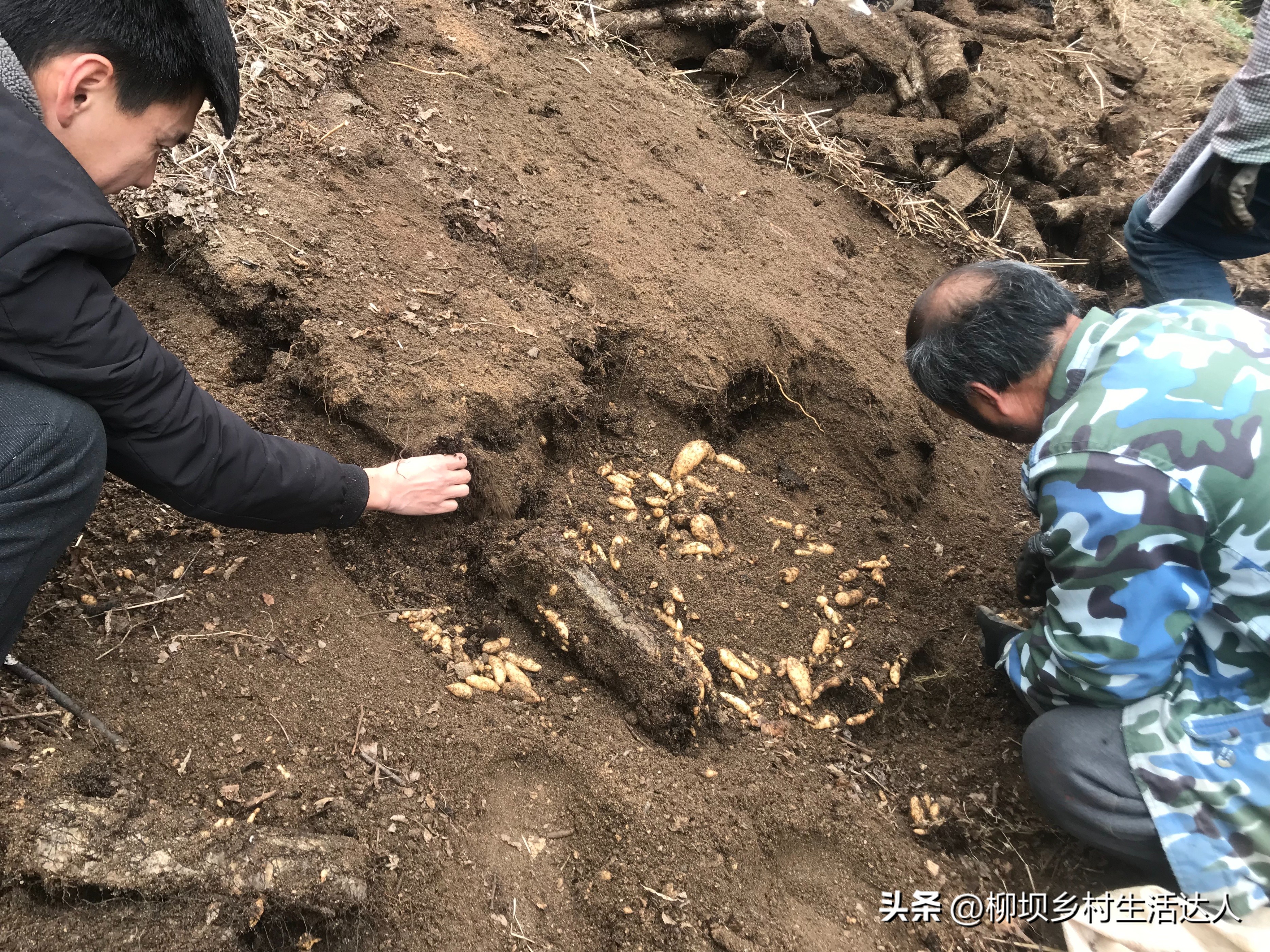 天麻种植方法_生财有道天麻种植视频_天麻功效与作用
