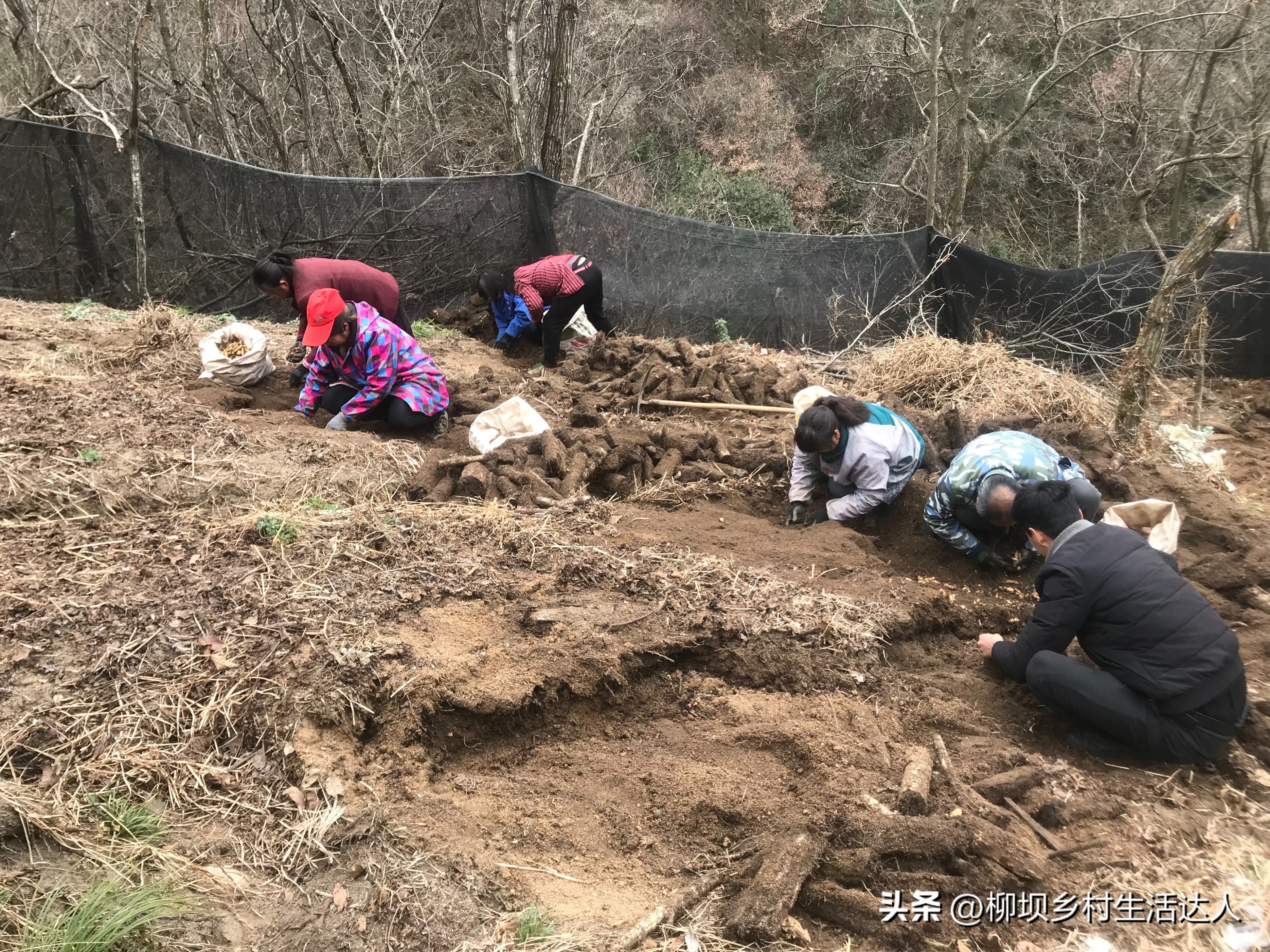 天麻功效与作用_天麻种植方法_生财有道天麻种植视频