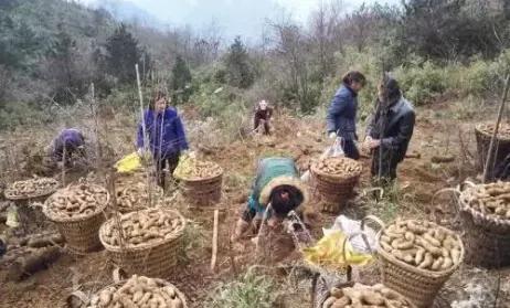 天麻GAP认证溯源_生财有道天麻种植视频_种天麻政策补贴
