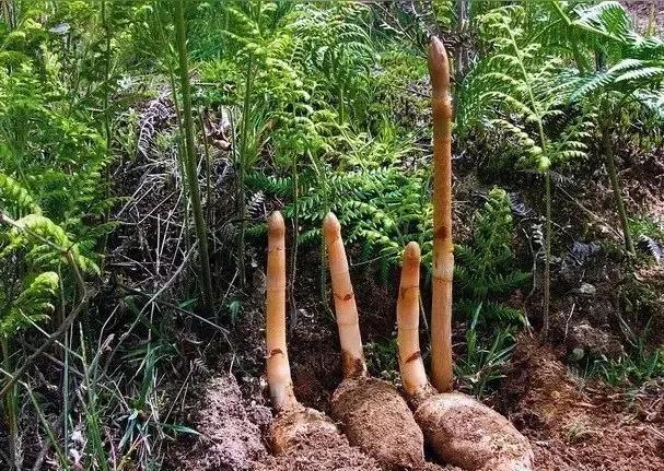 生财有道天麻种植视频_天麻GAP认证溯源_种天麻政策补贴