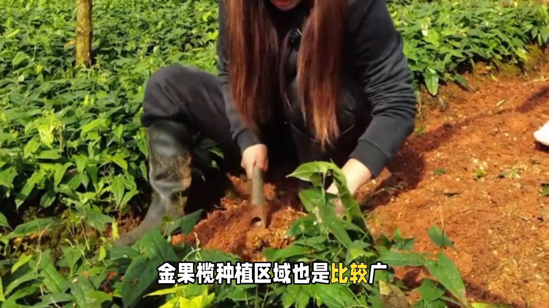 亩收入最高17万药材推荐_2025年种植什么药材好_生财有道天麻种植视频