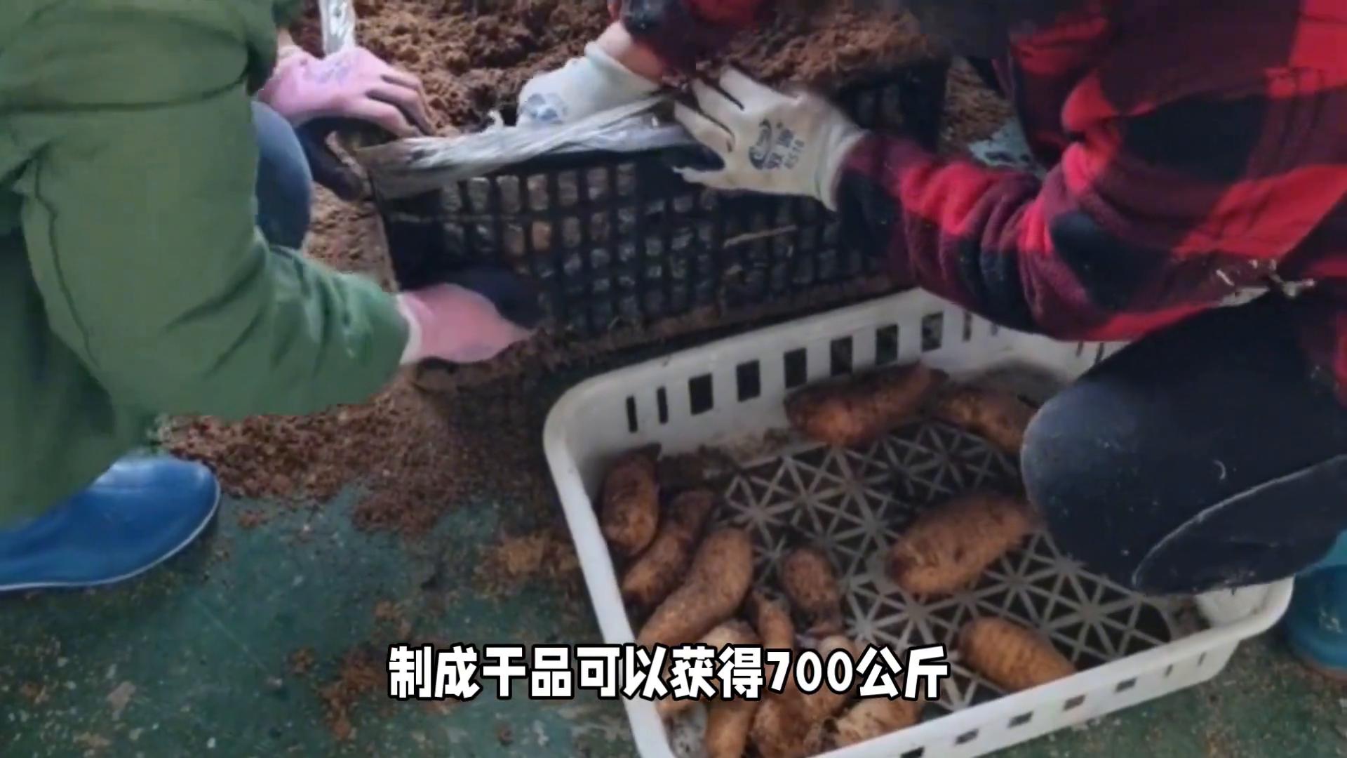 2025年种植什么药材好_生财有道天麻种植视频_亩收入最高17万药材推荐