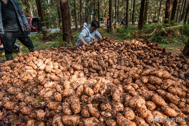 天麻种植条件_种天麻技术_生财有道天麻种植视频