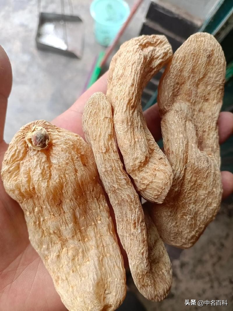 天麻种植条件_生财有道天麻种植视频_种天麻技术