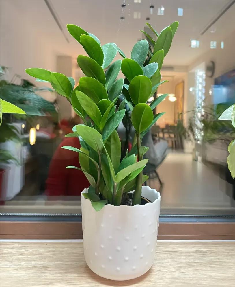 养花招财吉祥植物_富贵满堂啥意思_寓意金的花卉