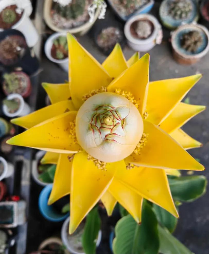 养花招财吉祥植物_寓意金的花卉_富贵满堂啥意思