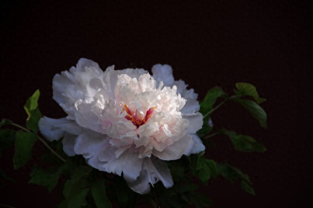 传家花卉_石榴花寓意_富贵满堂指的什么花